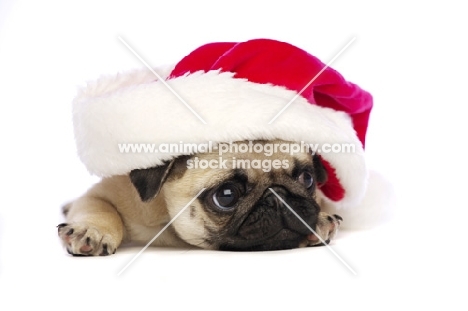 Pug puppy with christmas hat