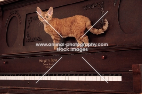 Devon Rex standing on piano