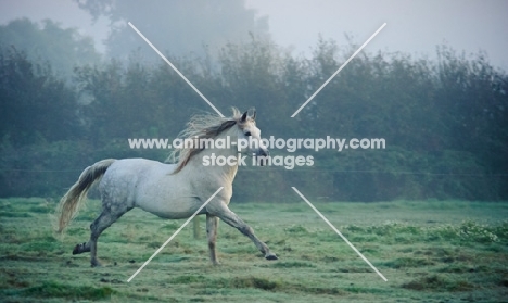 Andalusian galloping in field