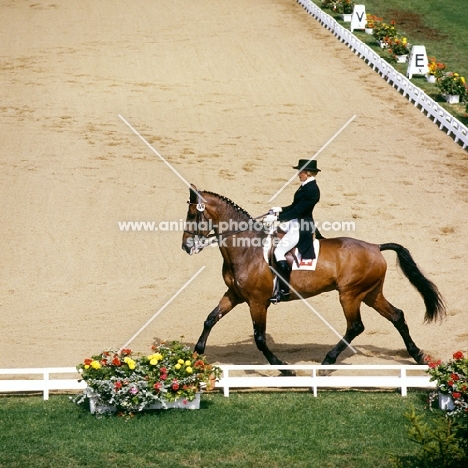 christine stuckelberger riding granat at dressage championships, goodwood house
