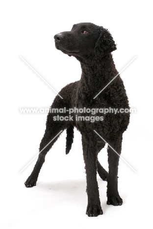 Curly Coated Retriever in studio