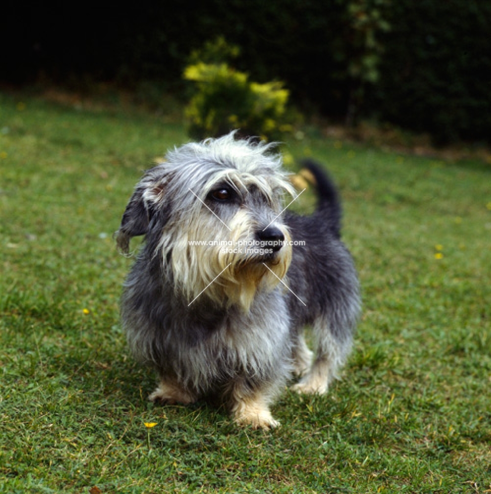 dandie dinmont standing on grass