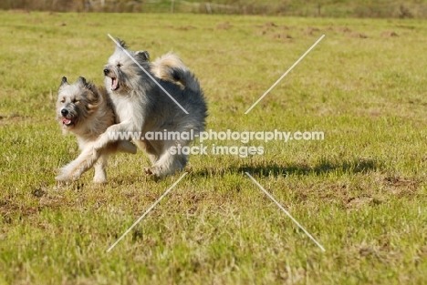 two rough coated Elo (aka Eloschaboro) playing