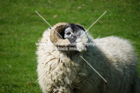 Scottish Blackface ram