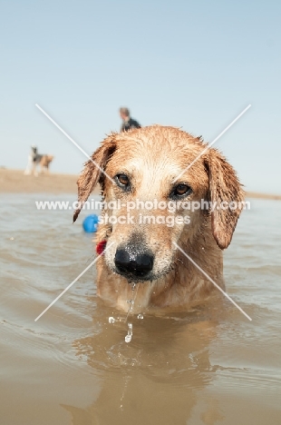 Mongrel walking in sea