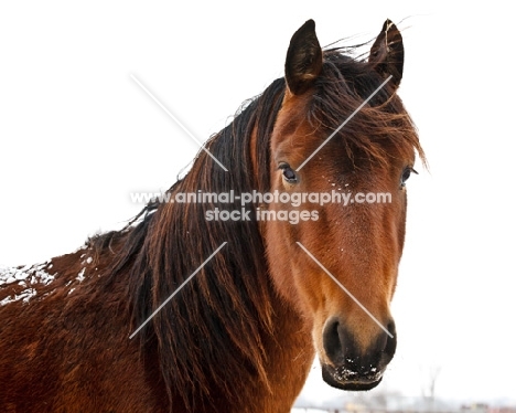 Morgan horse