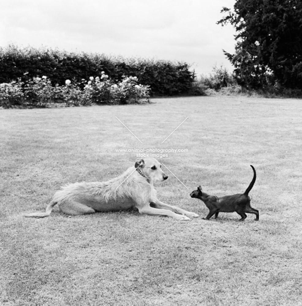 burmese kitten approaching a liurcher