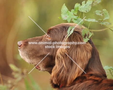 longhaired pointer head study in country setting