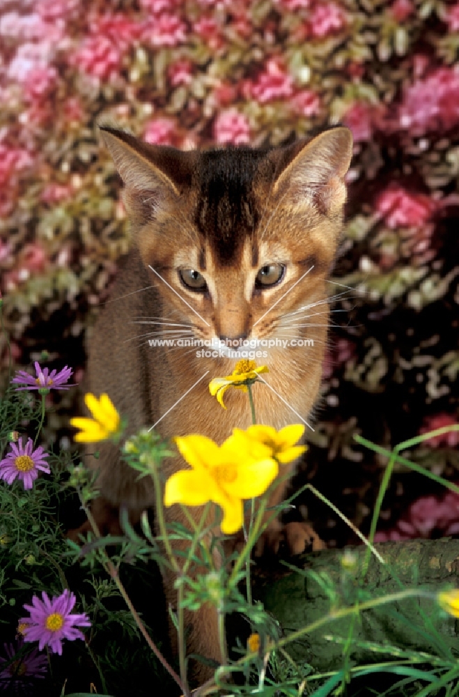 chocolate Abyssinian kitten smelling flower