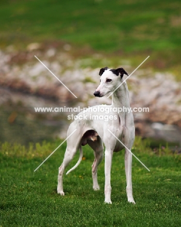 Whippet