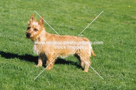 Australian Terrier on grass