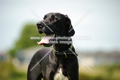 black and white Great Dane