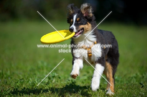 Tricolor australian shepherd puppy fetching frsibee