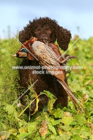 irish Water Spaniel with bird