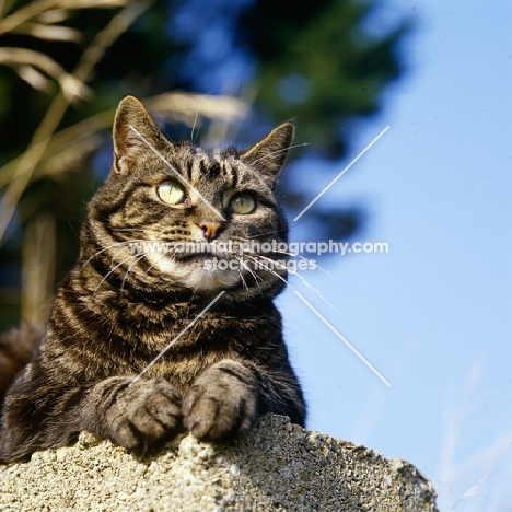 tabby cat on a wall