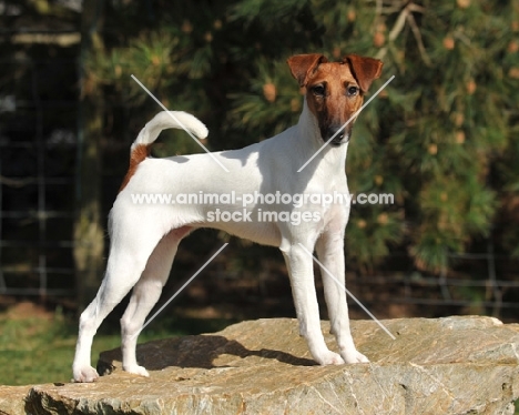 Fox Terrier on a rock