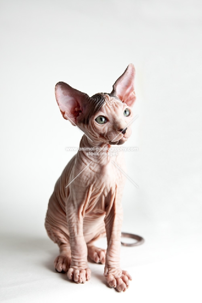 sphynx kitten sitting