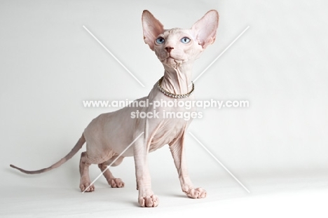 Kitten looking toward camera with diamond necklace