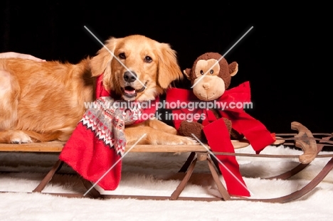 Golden Retriever on sleigh with toy friend