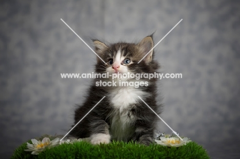 norwegian forest kitten sitting on a plastic grass