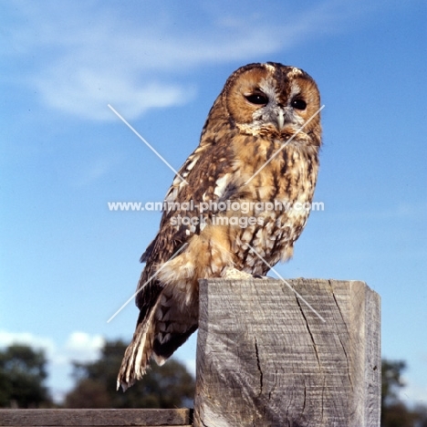 tawny owl front view