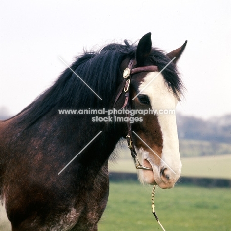 Clydesdale with white face, portrait