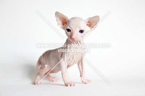 sphynx kitten looking toward camera