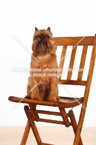 Griffon Bruxellois sitting on chair