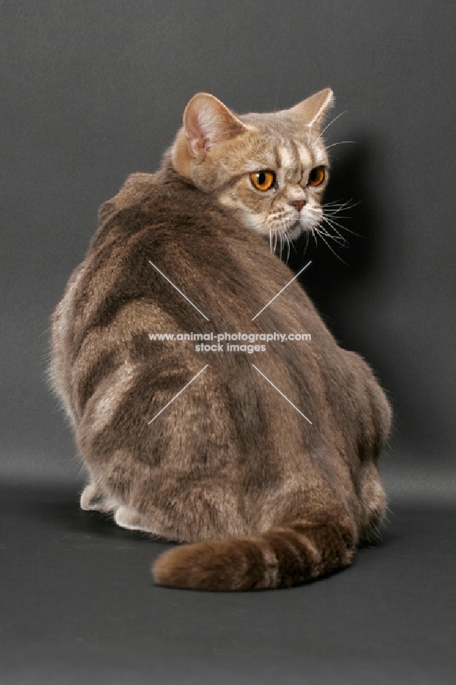 blue classic tabby American Shorthair cat, back view