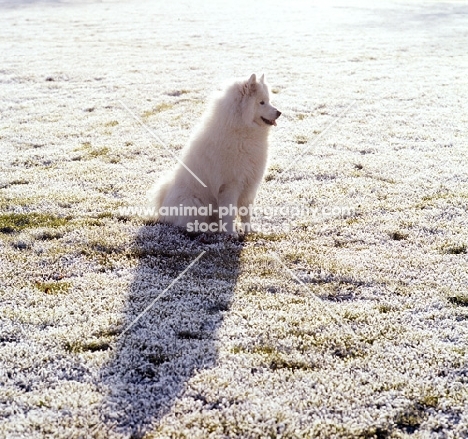 samoyed sitting in frosty field
