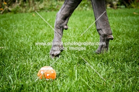 Great Dane legs with tennis ball