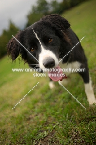 Border Collie looking at the camera while walking