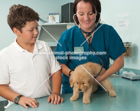 Golden Retriever puppy at the vets