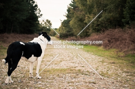 Collie x Whippet waiting along track in the wood