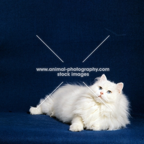 blue eyed white long hair cat 