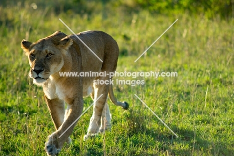 lioness walking in masai mara reserve