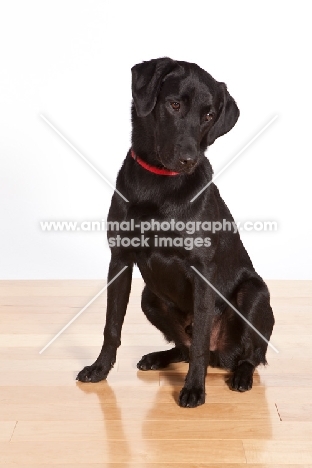 black Labrador Retriever on wooden floor