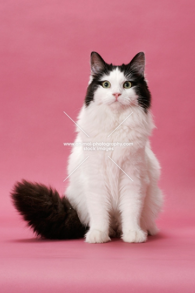 female black and white Ragamuffin