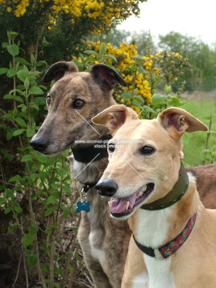 two greyhounds, retired ex racers, all photographer's profit from this image go to greyhound charities and rescue organisations