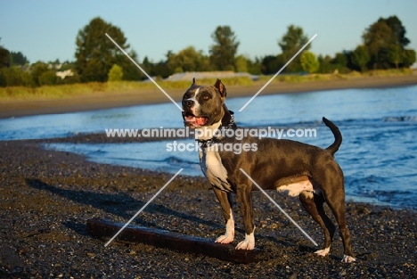 American Staffordshire Terrier on shore