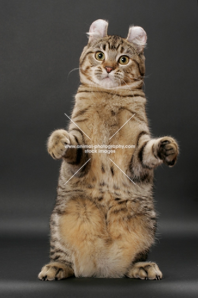 Brown Spotted Tabby American Curl on hind legs
