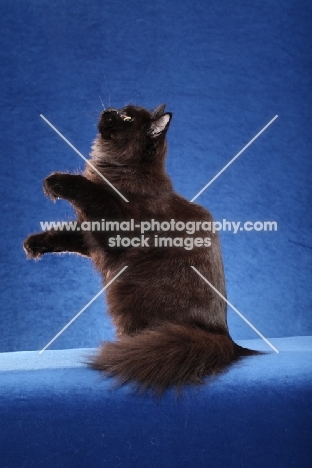 black Siberian on blue background