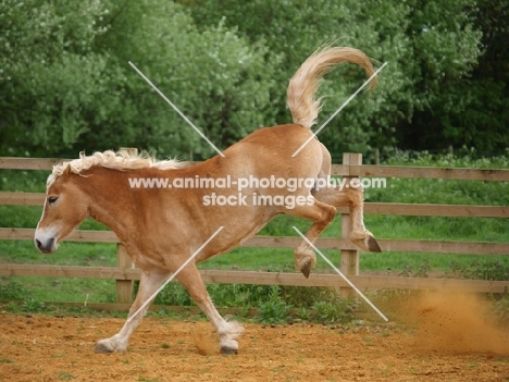 Haflinger bucking