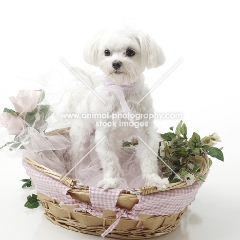 young Maltese in basket
