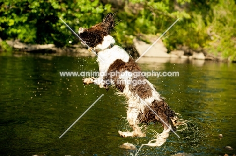 English Springer Spaniel jumping into river