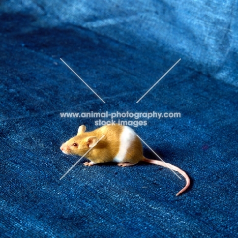parti coloured red & white mouse on blue silk