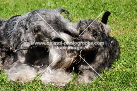 Schnauzer and her puppy