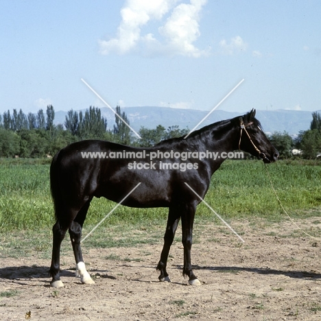 lokai stallion at dushanbe