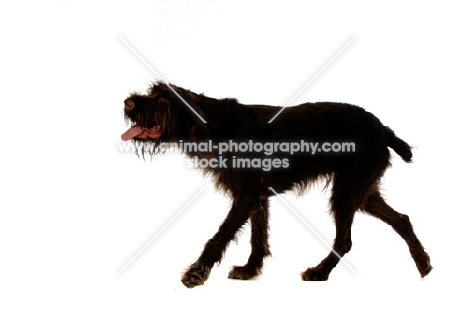 German Wirehaired Pointer walking isolated on a white background