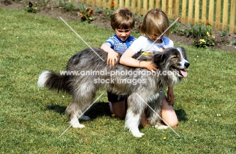 cross bred sheepdog, nell, with children